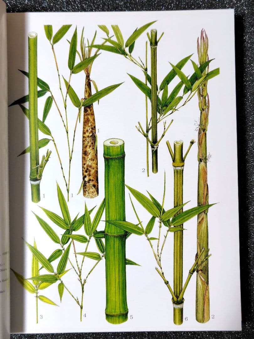 原色　日本園芸　竹笹総図説　岡村はた他　 はあと出版