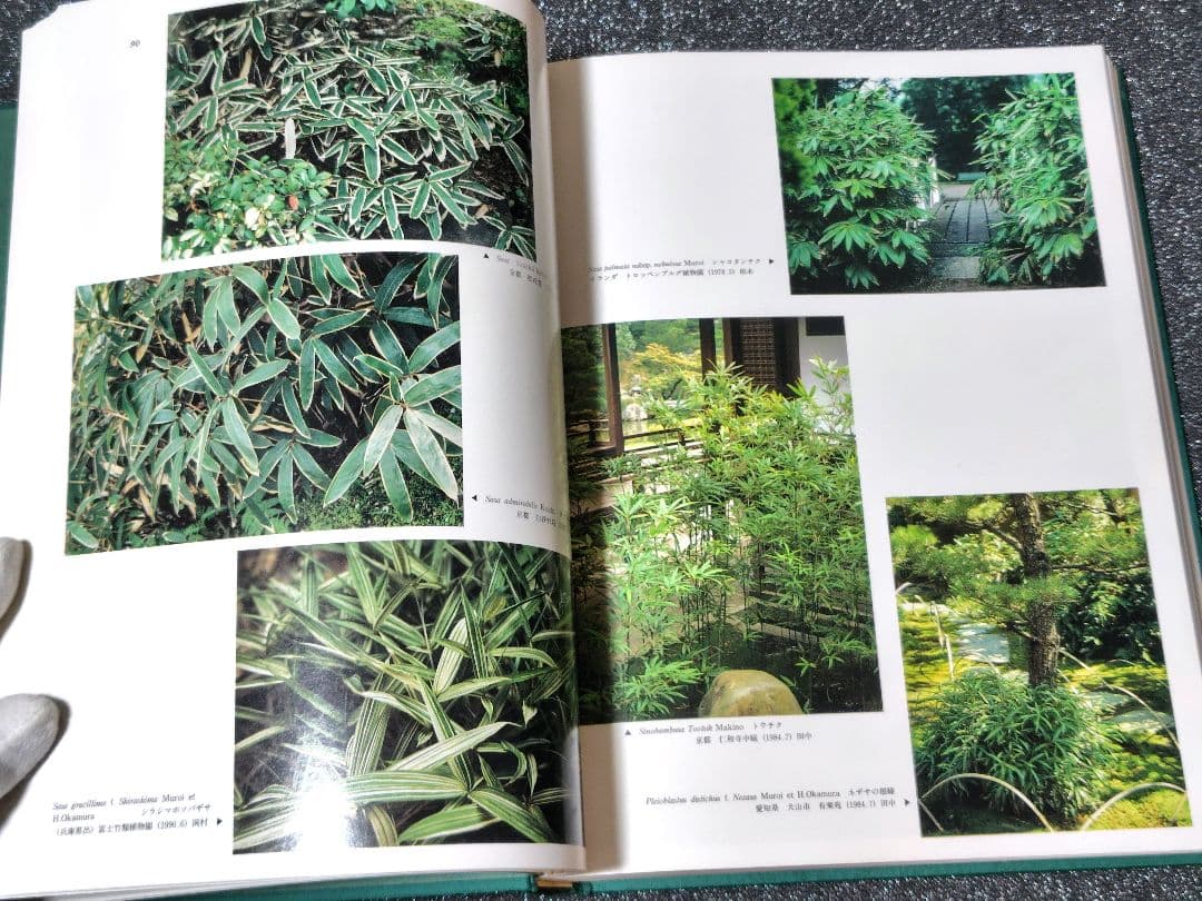 原色　日本園芸　竹笹総図説　岡村はた他　 はあと出版