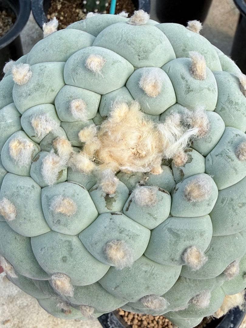 種永大疣銀冠玉　カキコ自根　サボテン ロホホラ　ロフォフォラ　鳥羽玉　テキサーナ