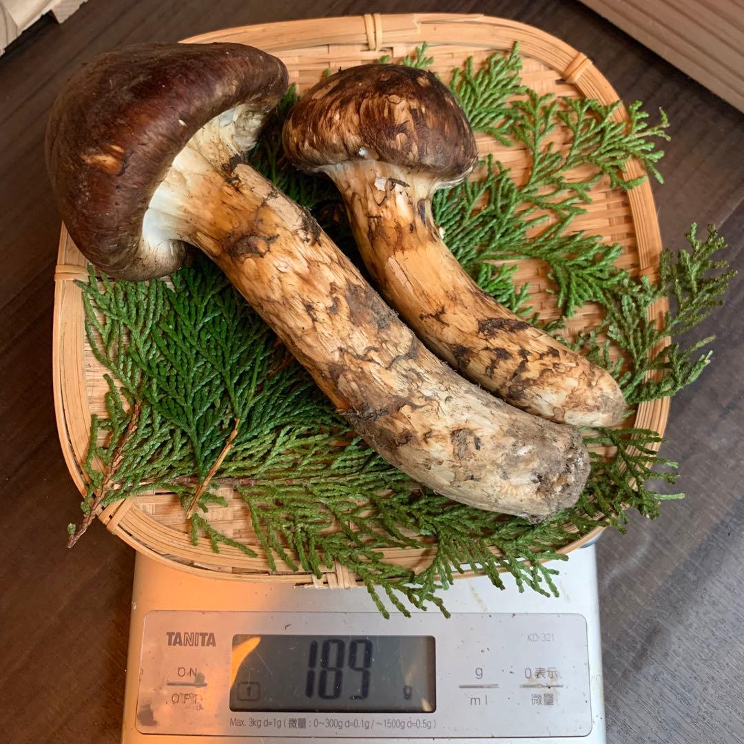 ③秀品【岩手県産天然松茸】収穫最終　国産本場　つぼみ　開き　採れたて　189g