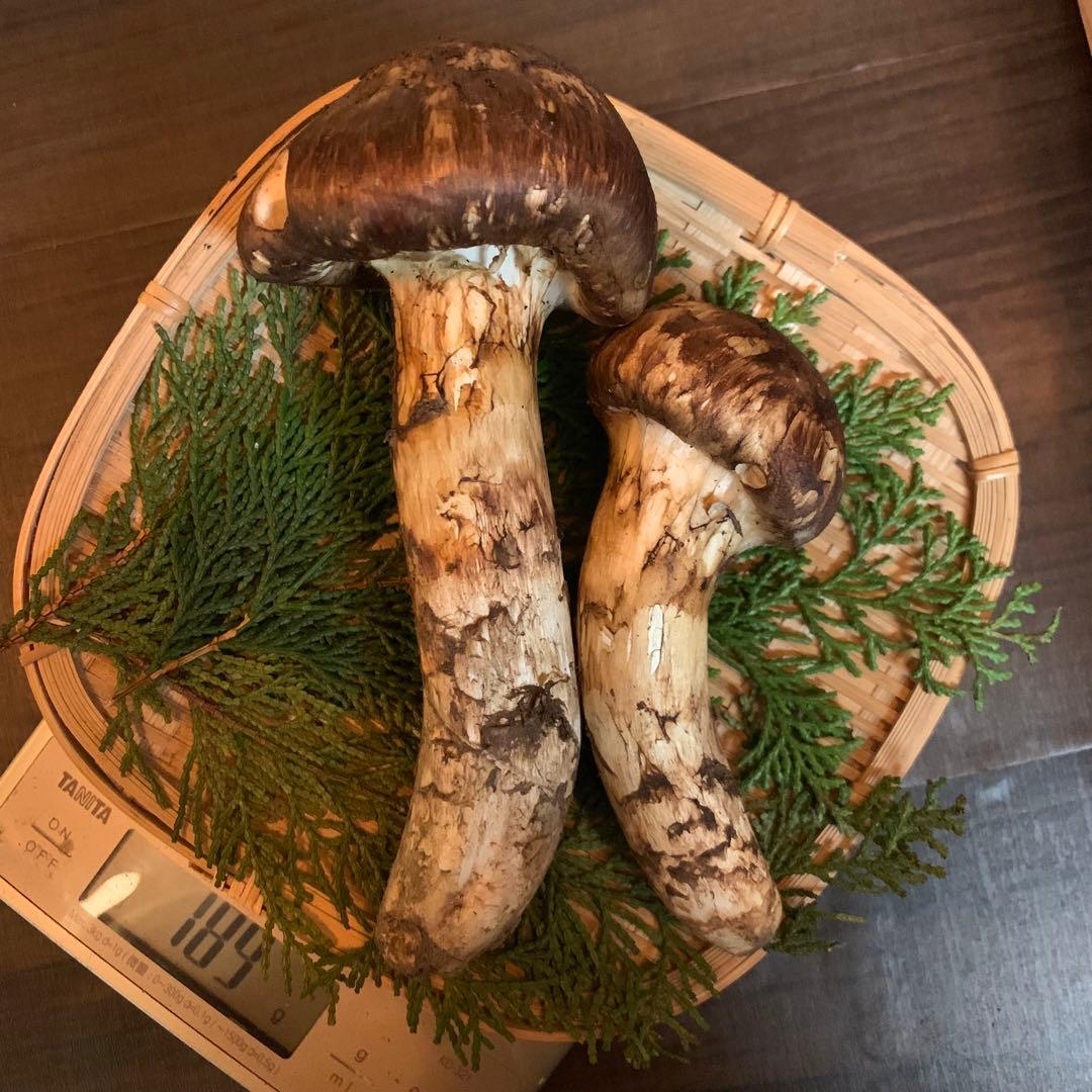 ③秀品【岩手県産天然松茸】収穫最終　国産本場　つぼみ　開き　採れたて　189g