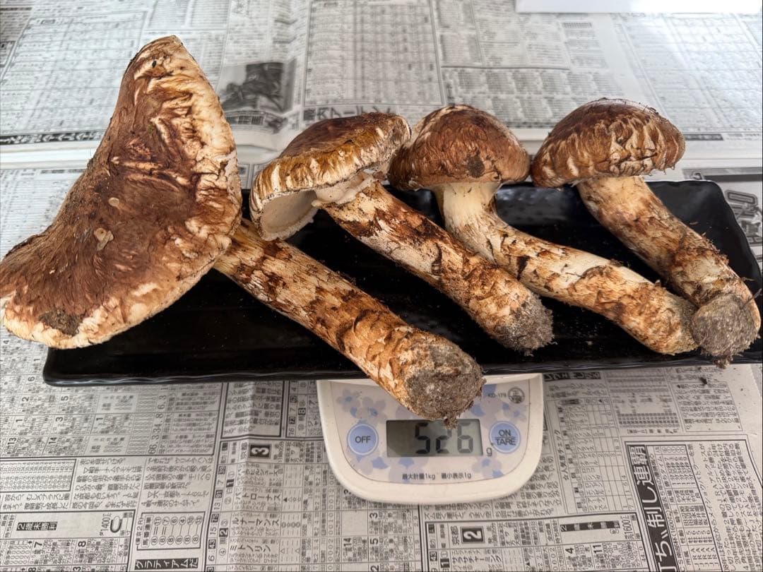松茸　北海道　500g 訳あり　②
