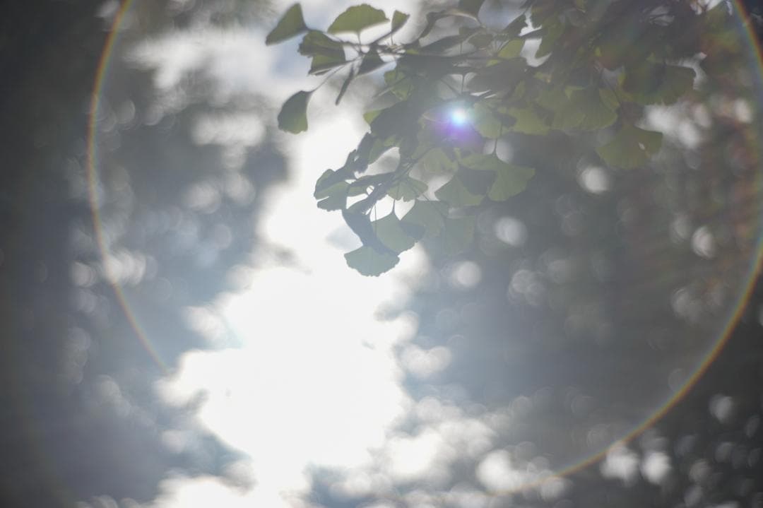 Primoplan 58mm f1.9V 整備済 マウントアダプタ付