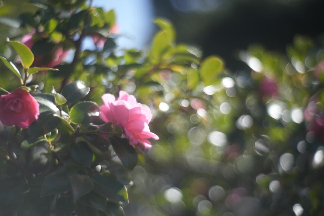 Primoplan 58mm f1.9V 整備済 マウントアダプタ付