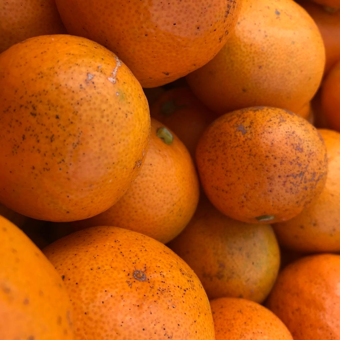 自然農みかん10kg 3〜5年目 農薬肥料不使用 自然農法 海乃神自然農園