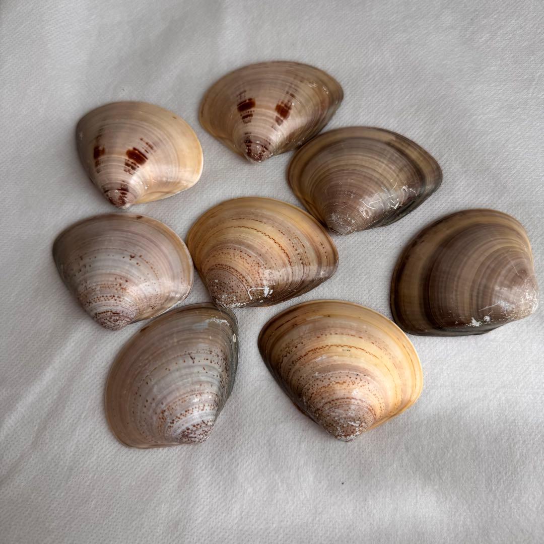 ひな祭り はまぐりの貝合わせ 手書きかな百人一首 源氏物語絵巻