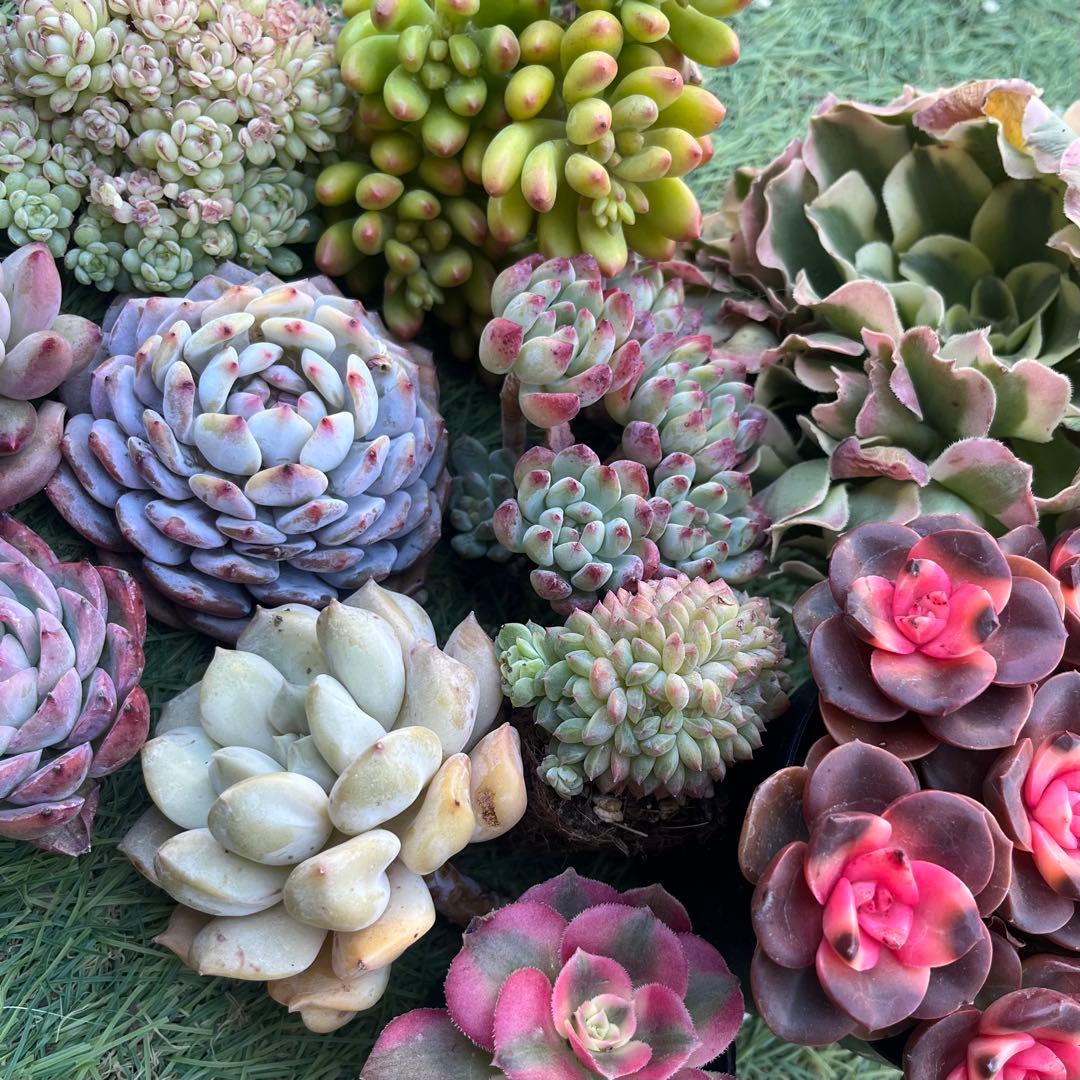 多肉たにゆ福袋　多肉植物