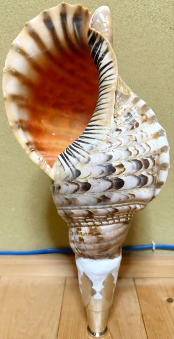 大型37㎝修験道法螺貝　密教　魔除け　山伏　熊よけ　ほら貝　ホラガイ