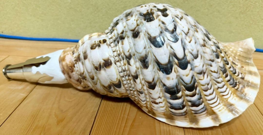 大型37㎝修験道法螺貝　密教　魔除け　山伏　熊よけ　ほら貝　ホラガイ