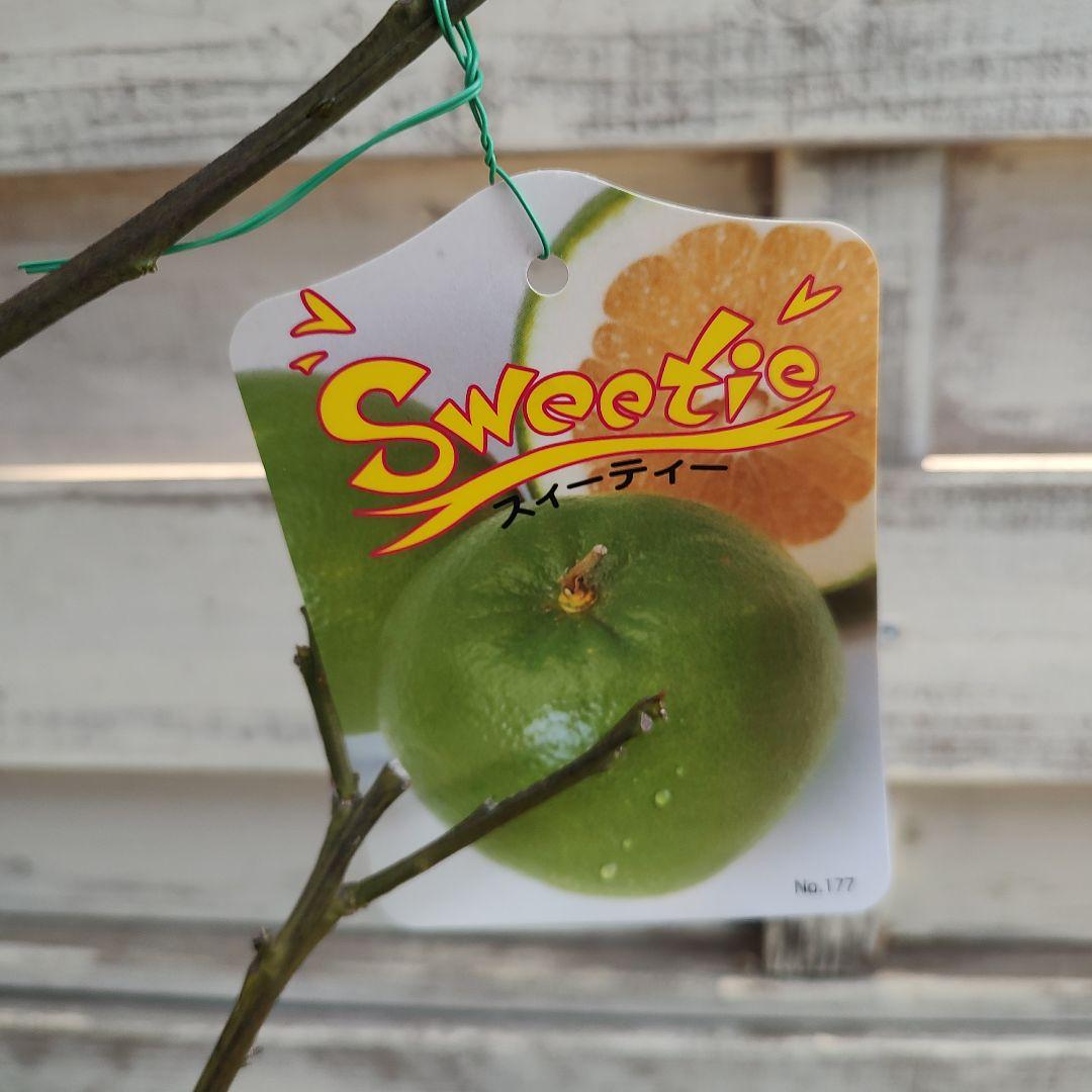 スイーティー 5年生 ラスト1本