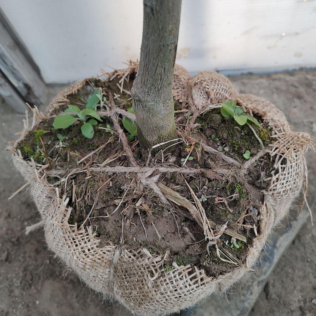 スイーティー 5年生 ラスト1本