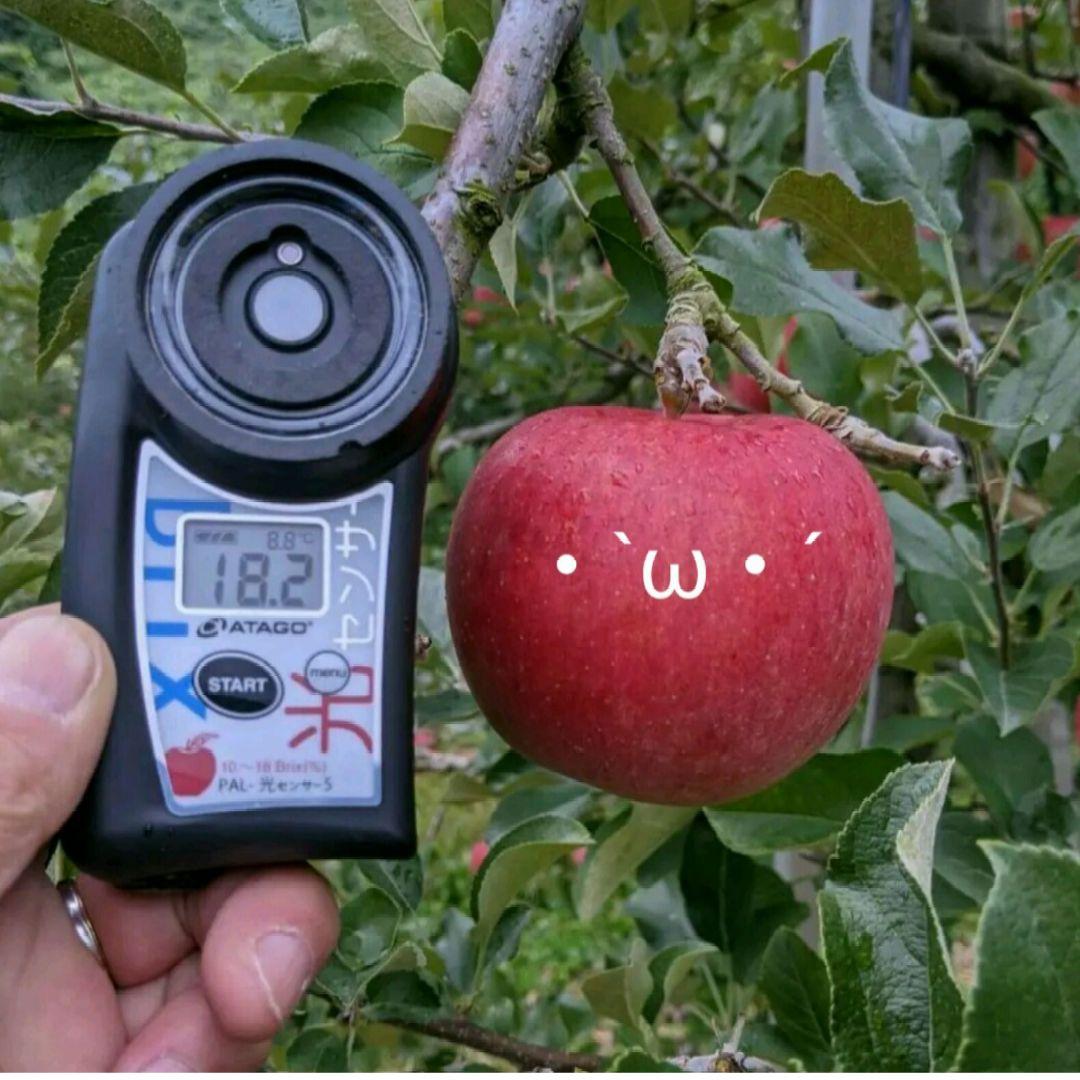 お得　あま〜い!!じぃじの美味しいシナノスイート 林檎10k