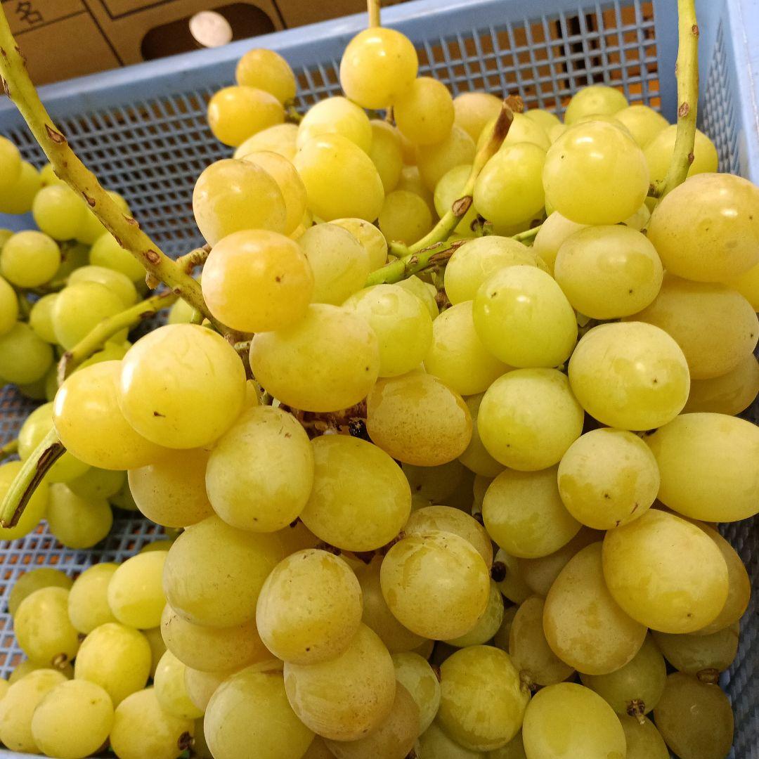 シヤインマスカット家庭用訳有り品5キロ入りになります。