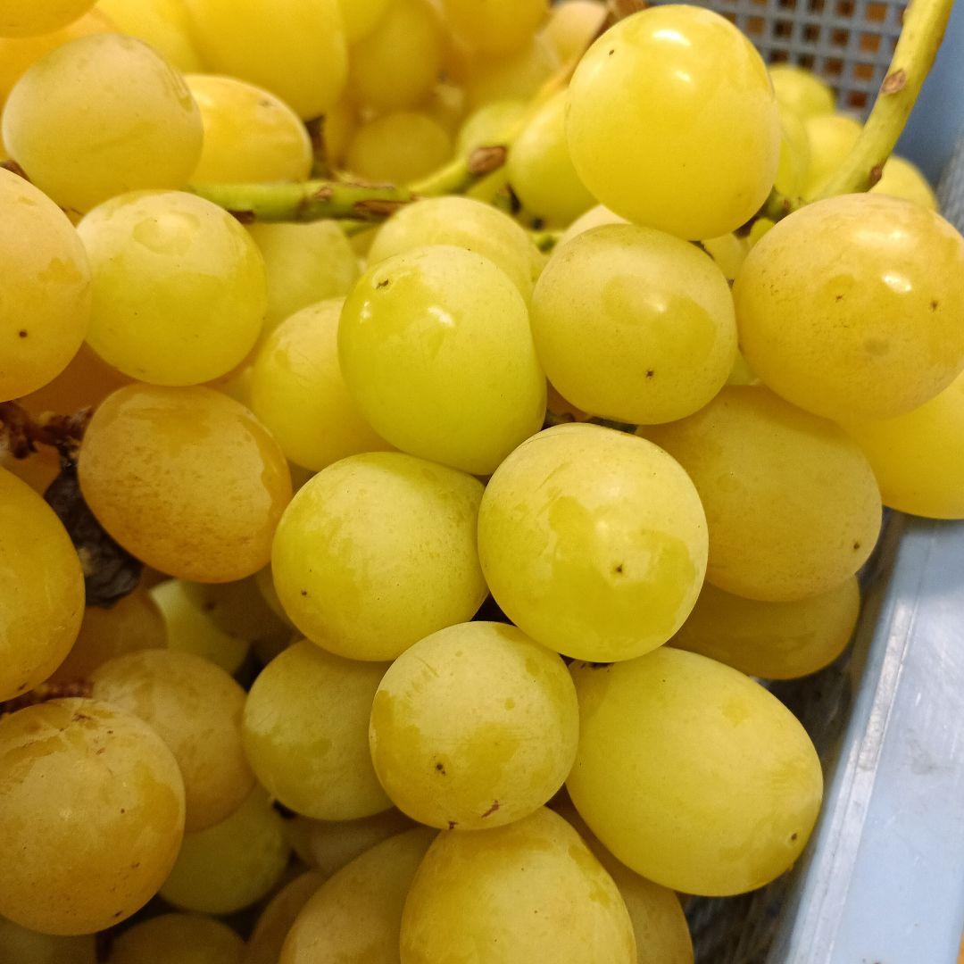 シヤインマスカット家庭用訳有り品5キロ入りになります。