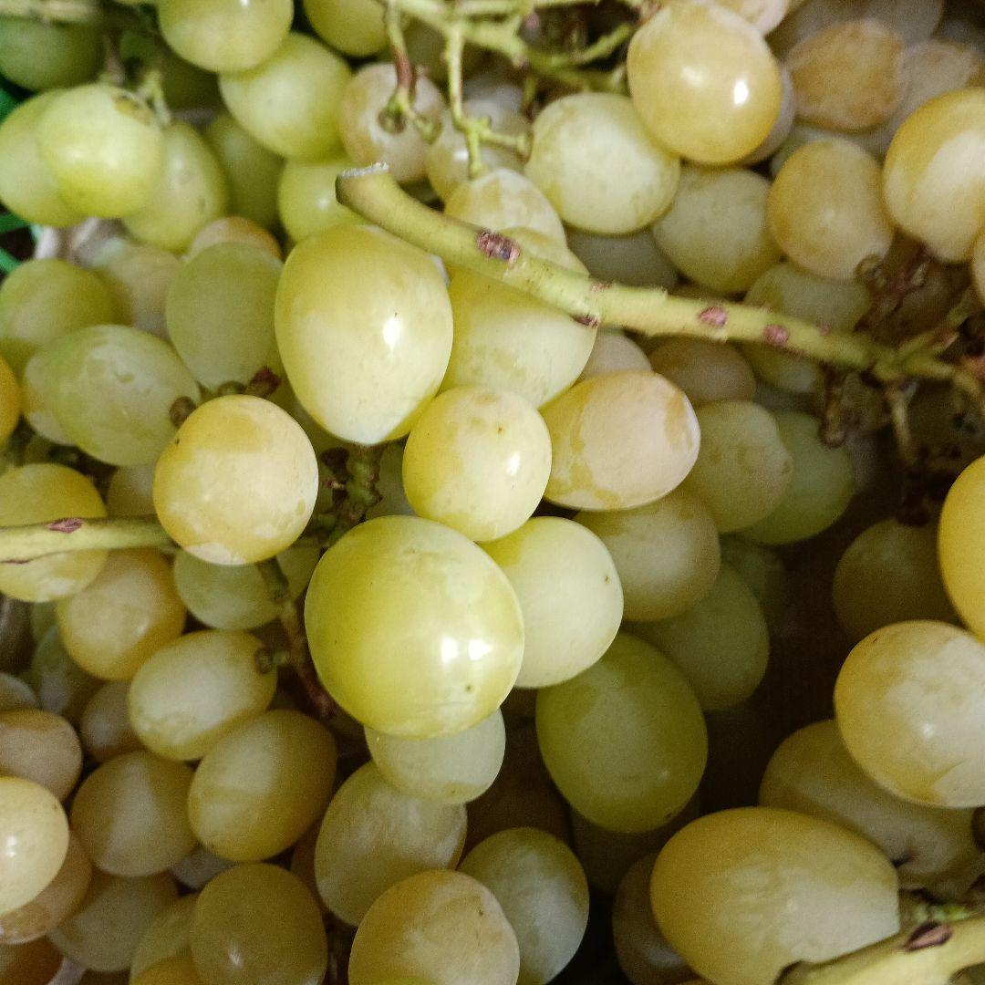 シヤインマスカット家庭用訳有り品5キロ入りになります。