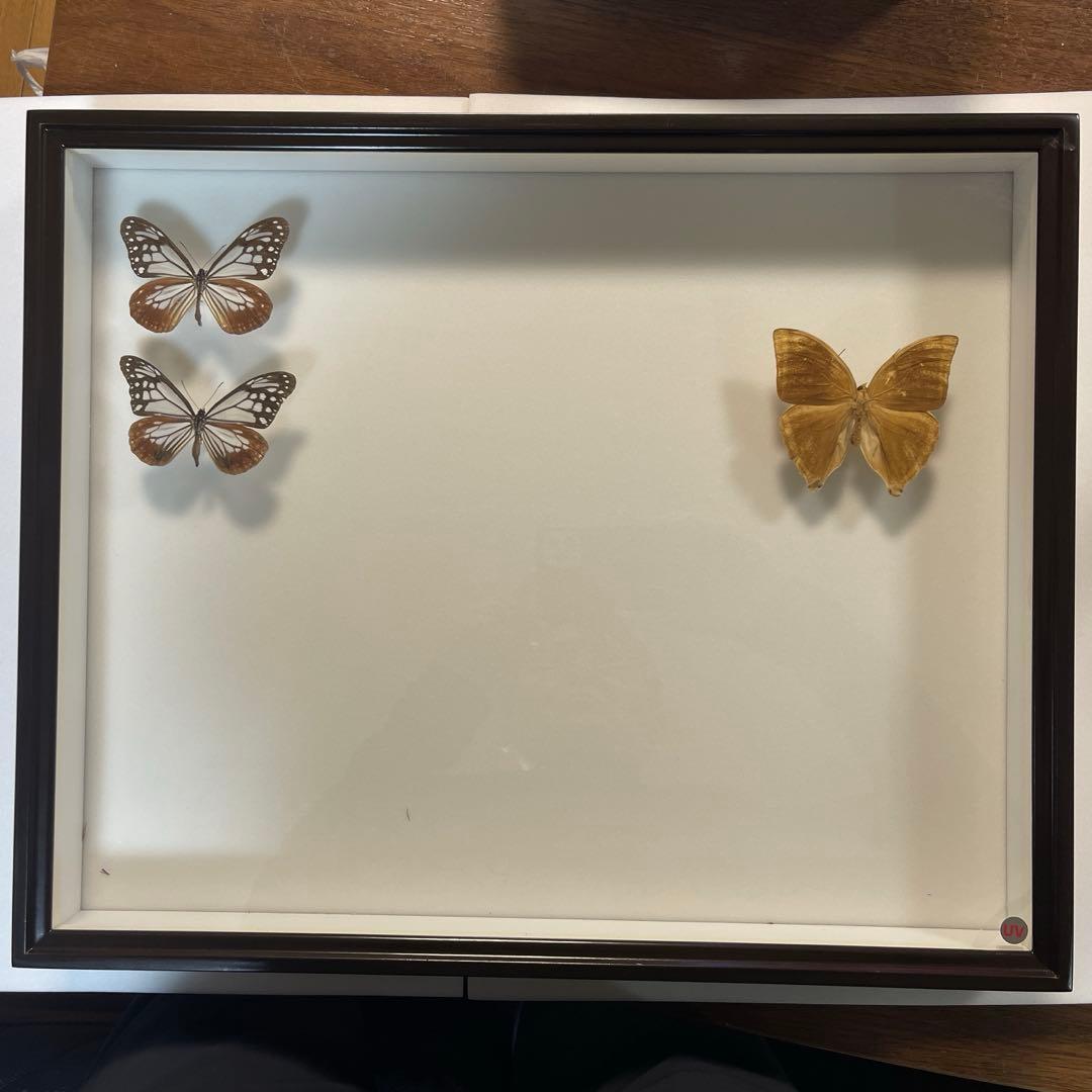 蝶標本箱　UV防止膜ドイツ箱