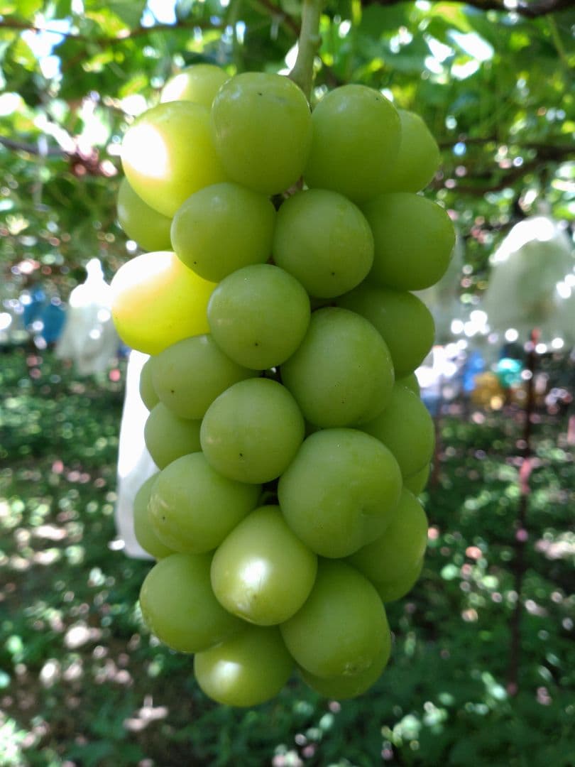 山梨県産シャインマスカット3〜4房