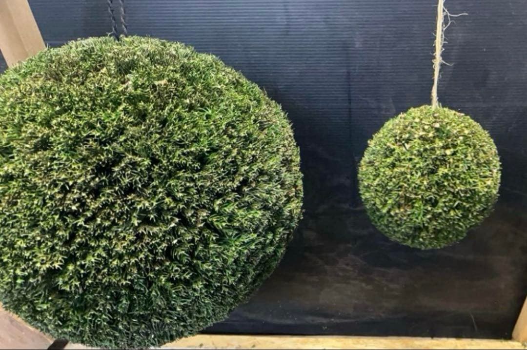 杉玉　約50センチ‼️１２月２０日以降の発送　ご希望　ワイヤーで　お客様ご注文品‼️