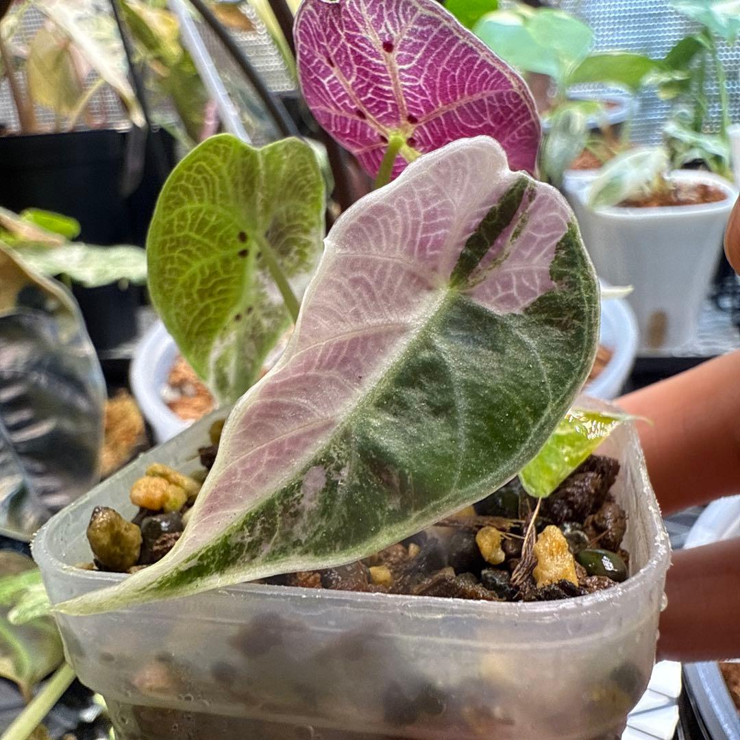 c*e様 極上 アロカシア ワトソニアナ ピンク