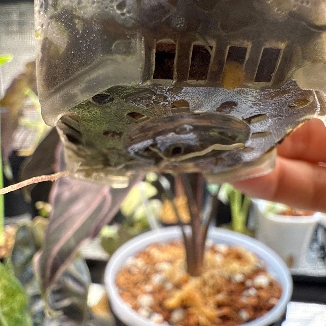 c*e様 極上 アロカシア ワトソニアナ ピンク