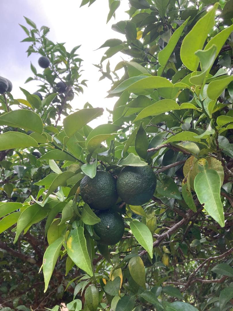 完全無農薬　青ゆず　青柚子　箱込み10kg弱