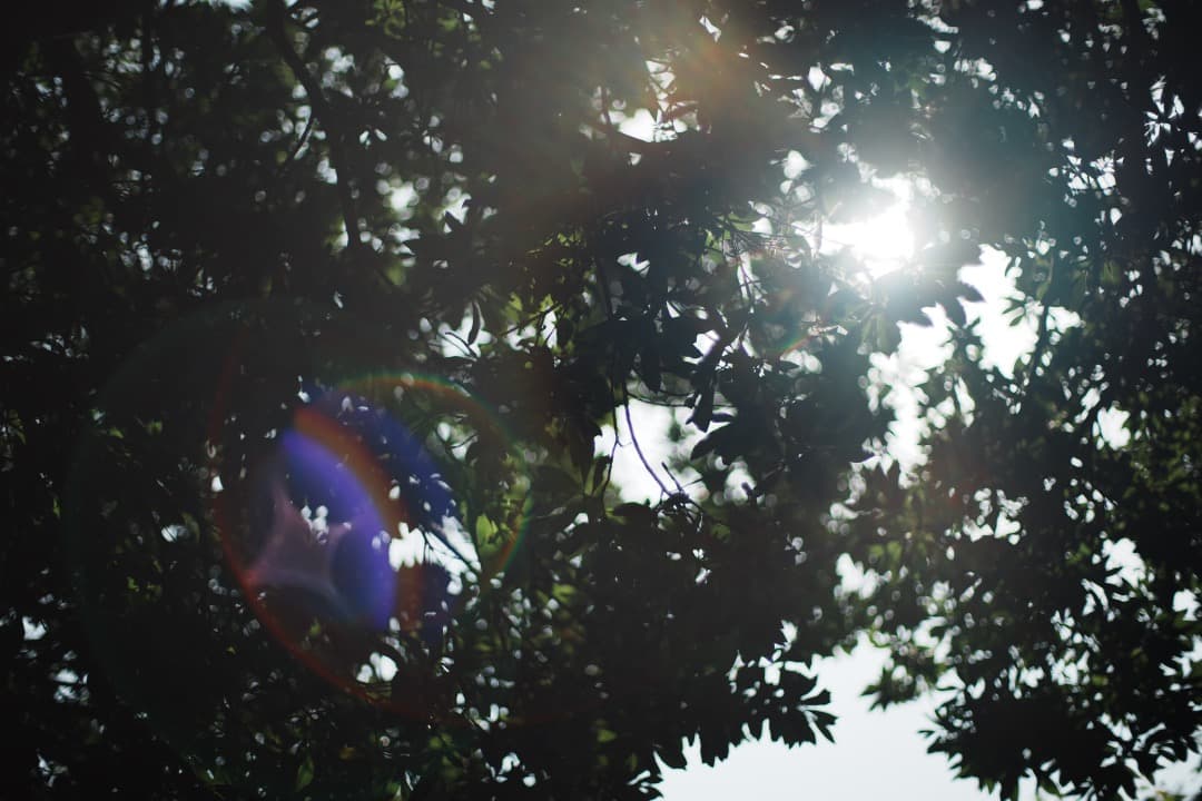 【極美品】Carl Zeiss Planar 50mm F1.4 AEJ 071