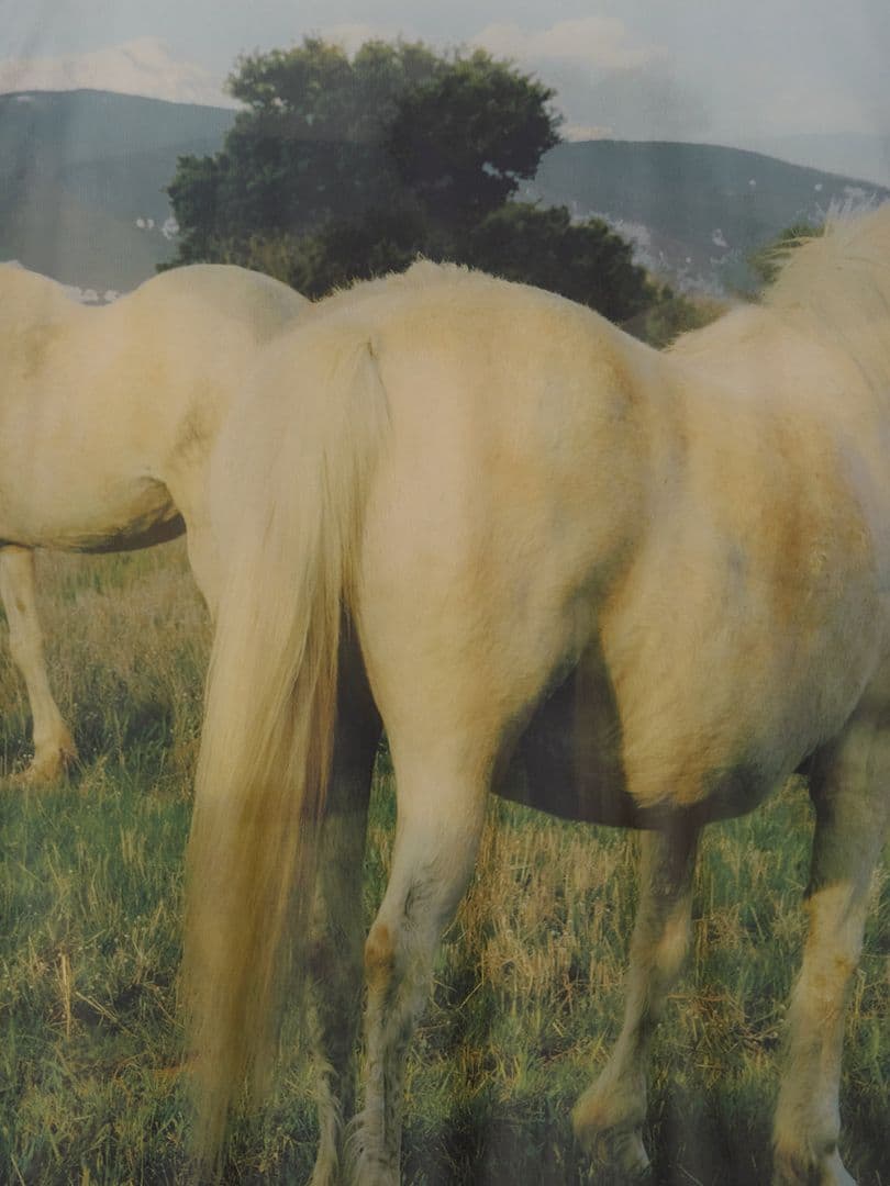 Silvia Conde OlivánxAmeri SHEER TOP