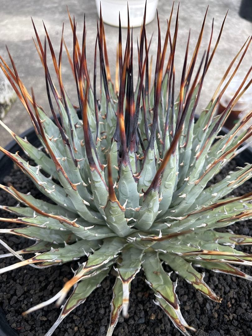 TM Gardenアガベutahensis eborispina lo..