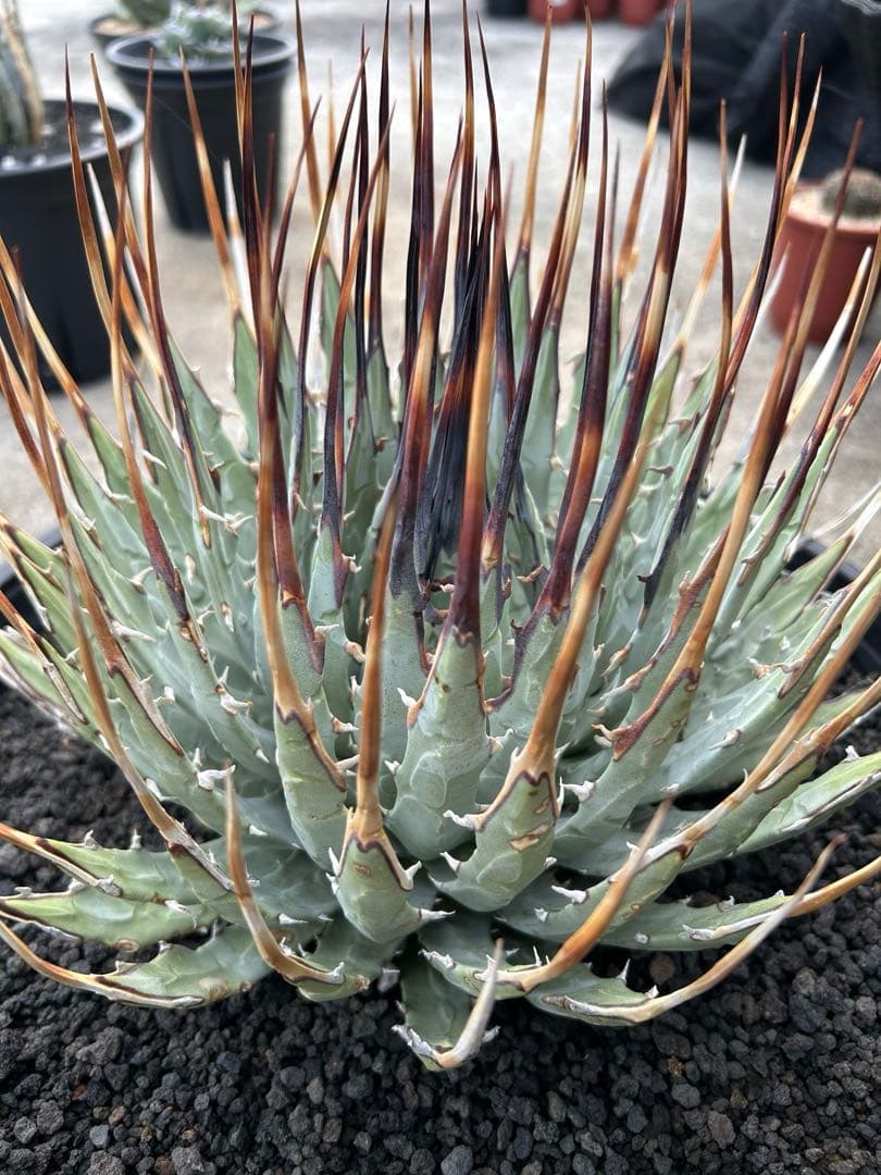 TM Gardenアガベutahensis eborispina lo..