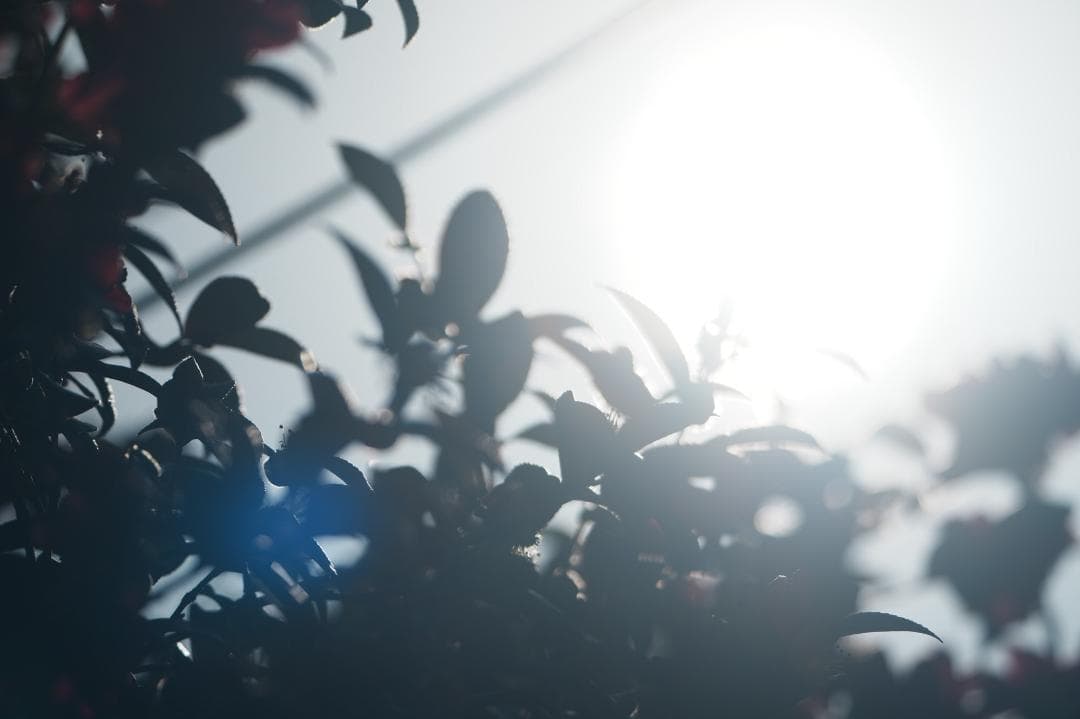 プロ仕様｜SONY SEL400800G 夢を現実にする超望遠の世界 625