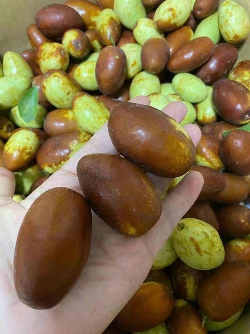 今秋新品入荷☆常温発送【新鮮なつめ約2000g】日本国産新鮮脆冬棗