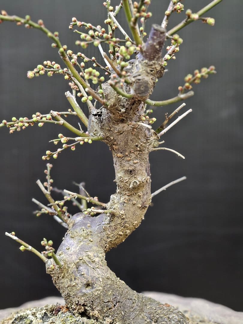 盆栽 今が旬 花梅 梅 【思いのままに】9号鉢 極上品 幹太 ほぼ蕾 写真現物