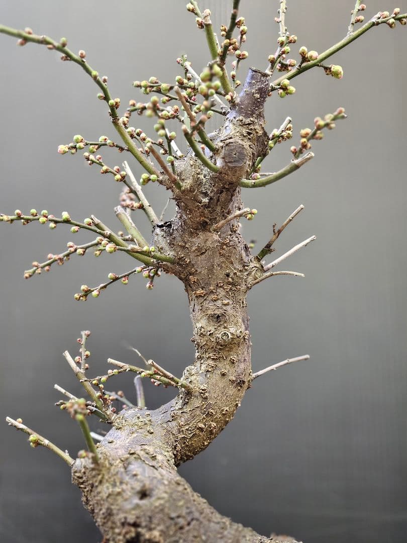 盆栽 今が旬 花梅 梅 【思いのままに】9号鉢 極上品 幹太 ほぼ蕾 写真現物