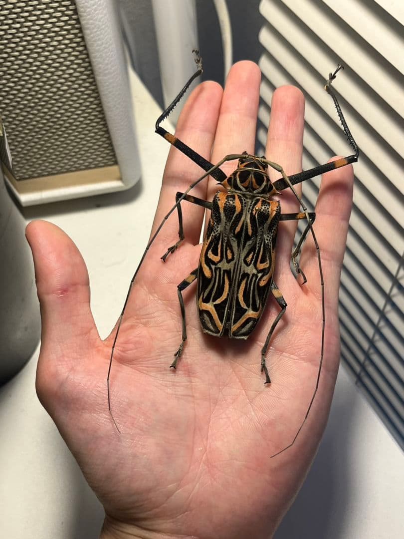 【専用】テナガカミキリ 全長74mm 昆虫標本甲虫など