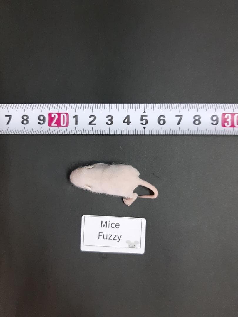 国産冷凍マウス ファジー 100匹 (送料無料一部地域発送不可)