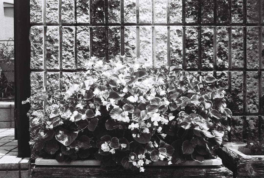 Nikomat EL　ALPEXレンズ付き実写済み