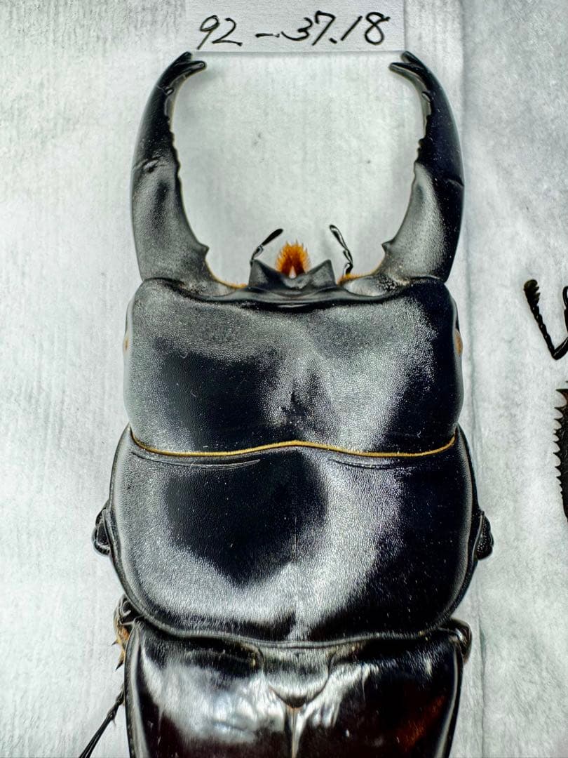 アルキデスヒラタクワガタ 極太個体 標本