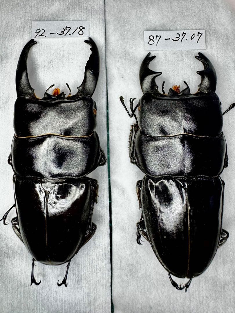 アルキデスヒラタクワガタ 極太個体 標本