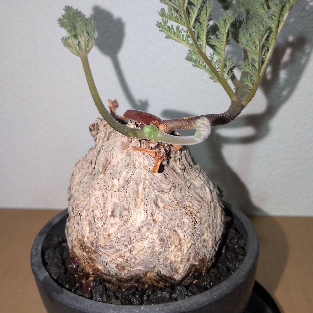 ペラルゴニウム　トリステ　良型タイプ 現地球　発根株（鉢付き)