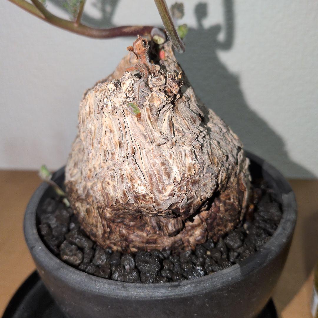 ペラルゴニウム　トリステ　良型タイプ 現地球　発根株（鉢付き)