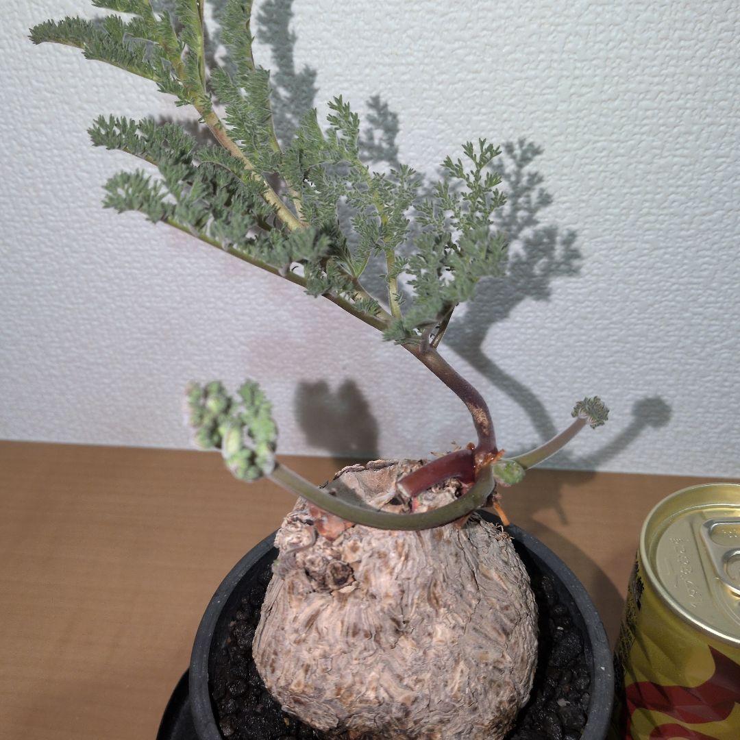 ペラルゴニウム　トリステ　良型タイプ 現地球　発根株（鉢付き)