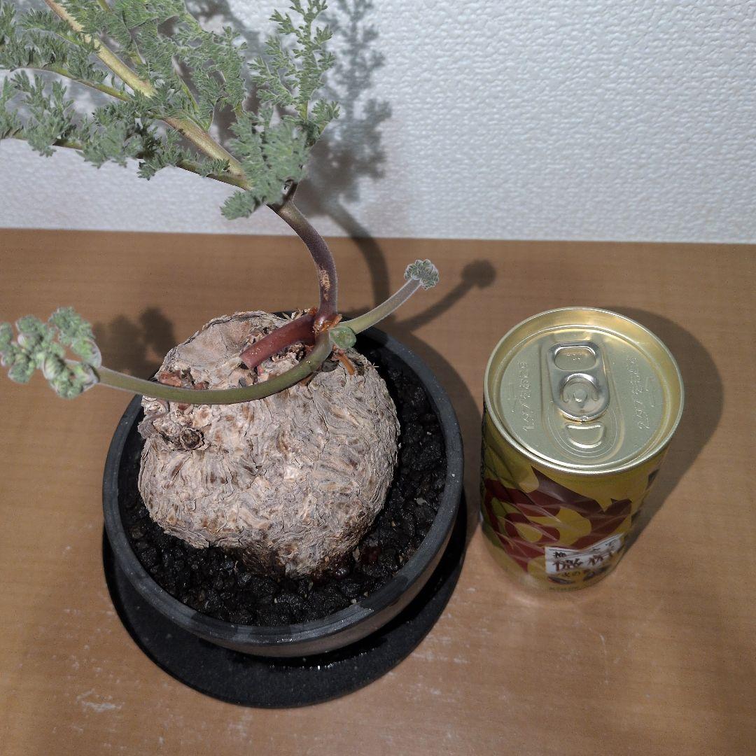 ペラルゴニウム　トリステ　良型タイプ 現地球　発根株（鉢付き)