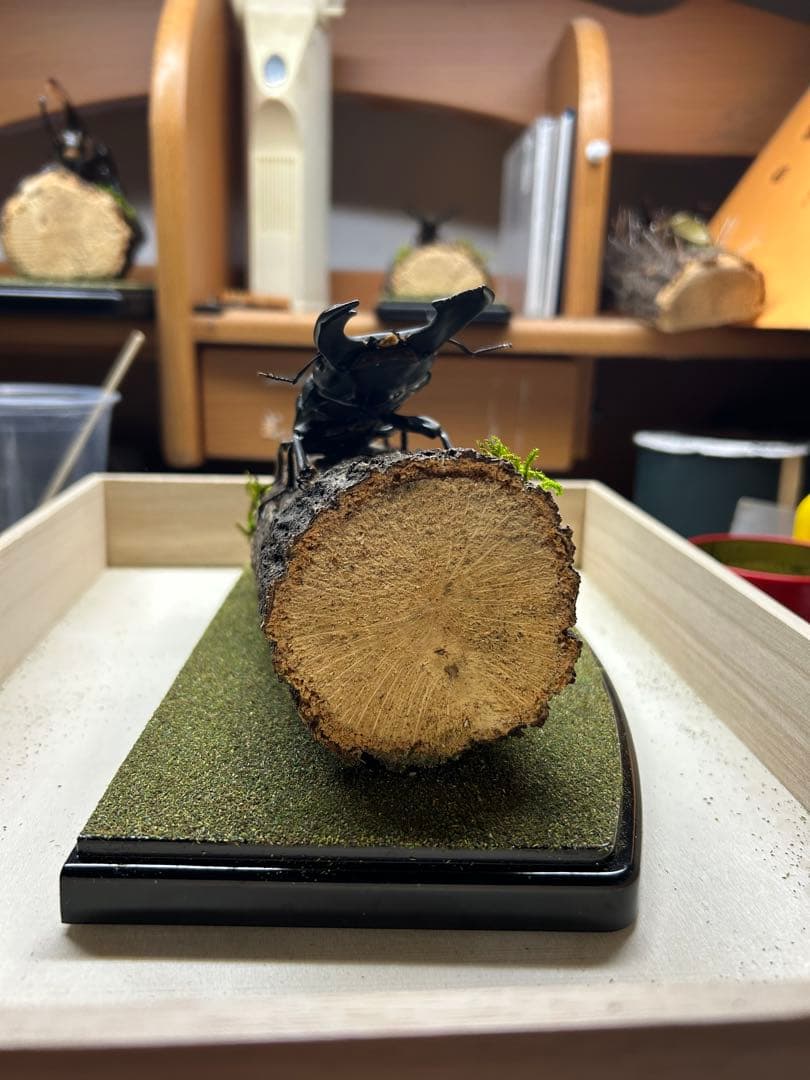 マ*チ様 昆虫標本　LIVE標本　スマトラオオヒラタ 106.4mm