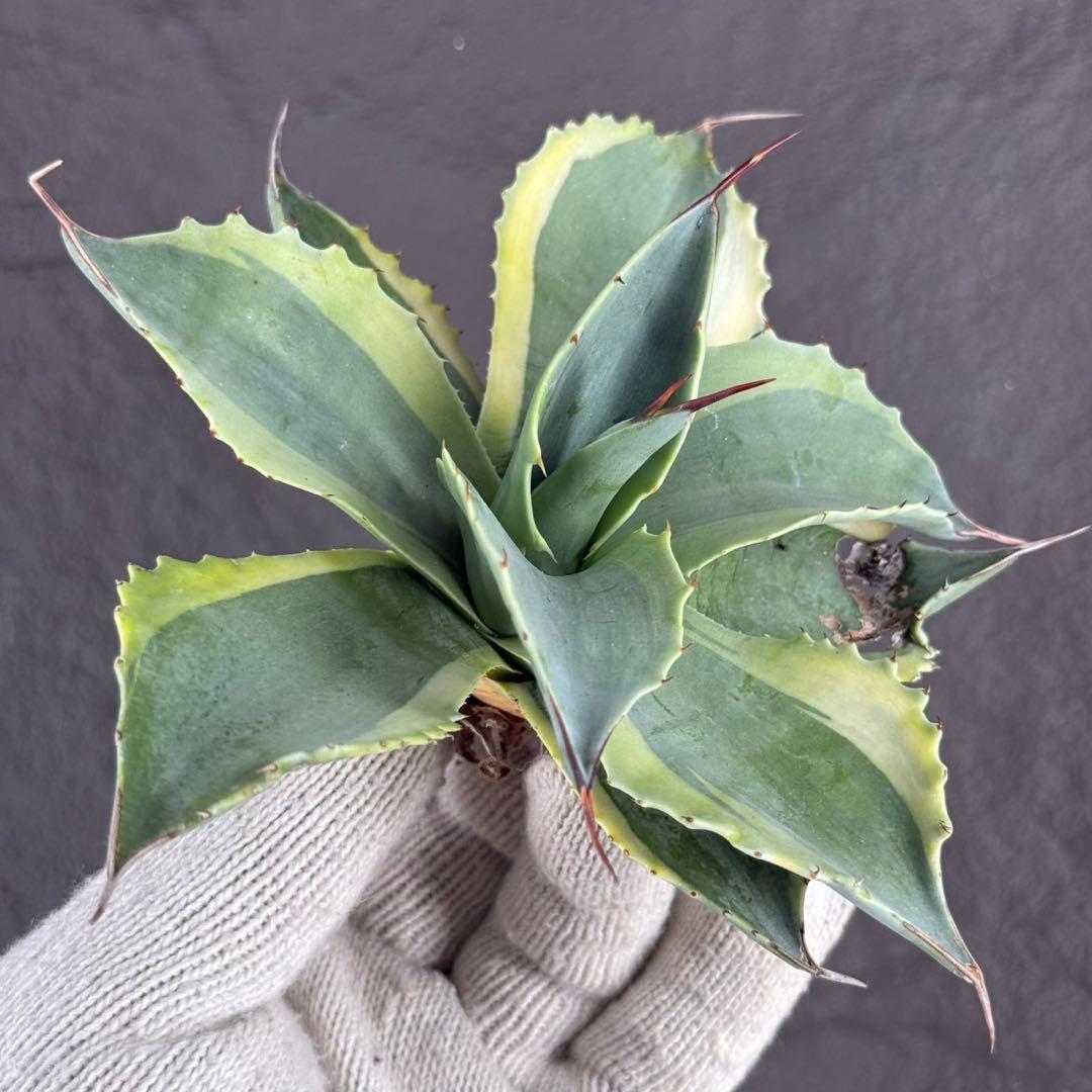 y*y様 【アガベ オバティフォリア“オルカ”】地植え/-18℃まで/極上　L2