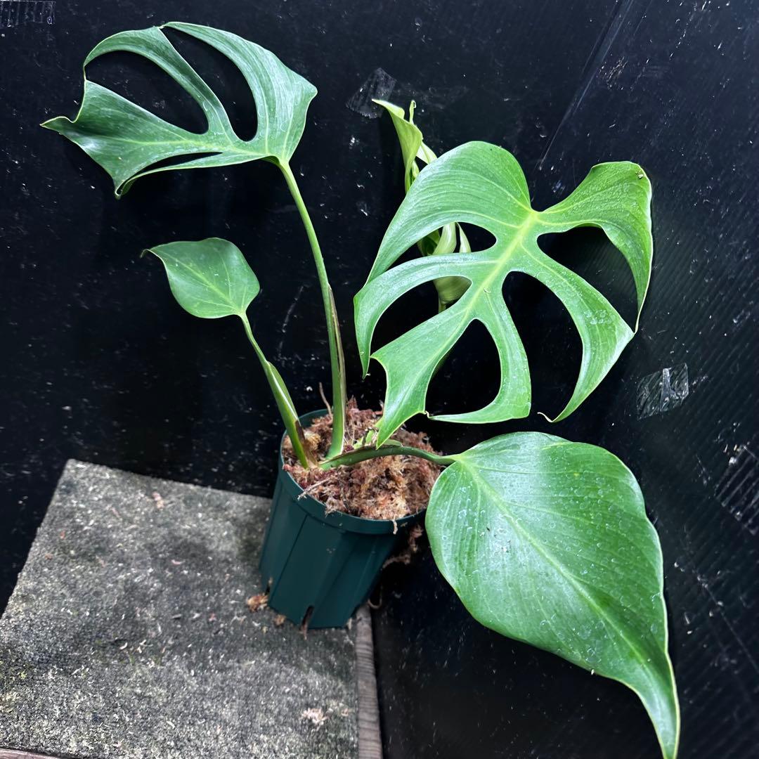 k*o様 モンステラデリシオーサシエラナオアハカ増殖株大株美葉個体レア