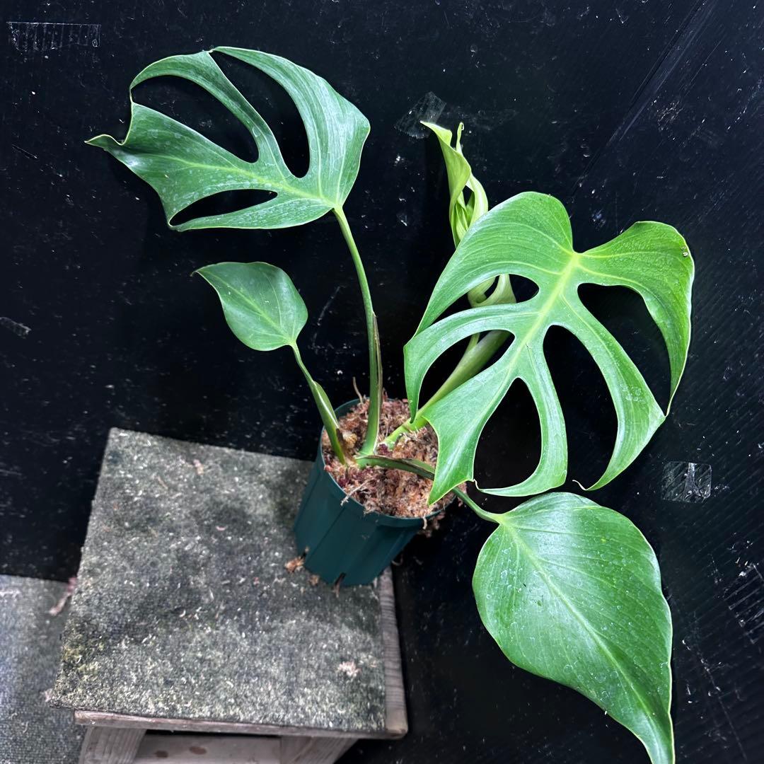 k*o様 モンステラデリシオーサシエラナオアハカ増殖株大株美葉個体レア