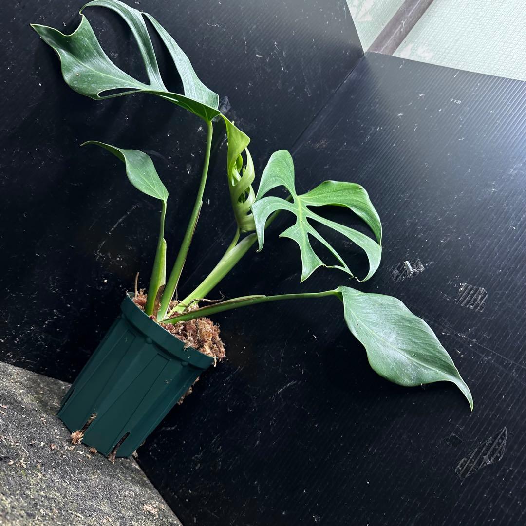 k*o様 モンステラデリシオーサシエラナオアハカ増殖株大株美葉個体レア