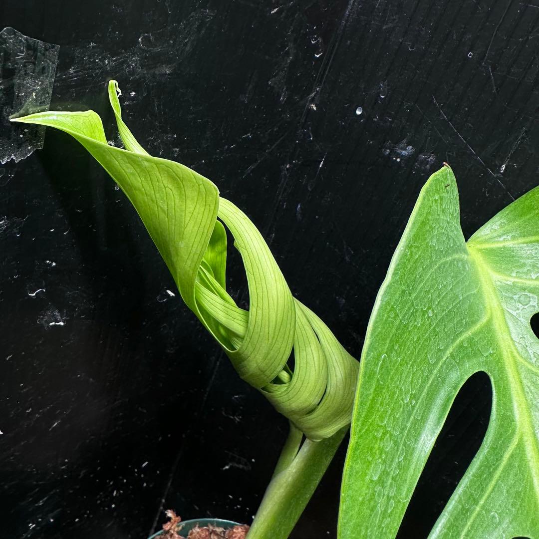 k*o様 モンステラデリシオーサシエラナオアハカ増殖株大株美葉個体レア