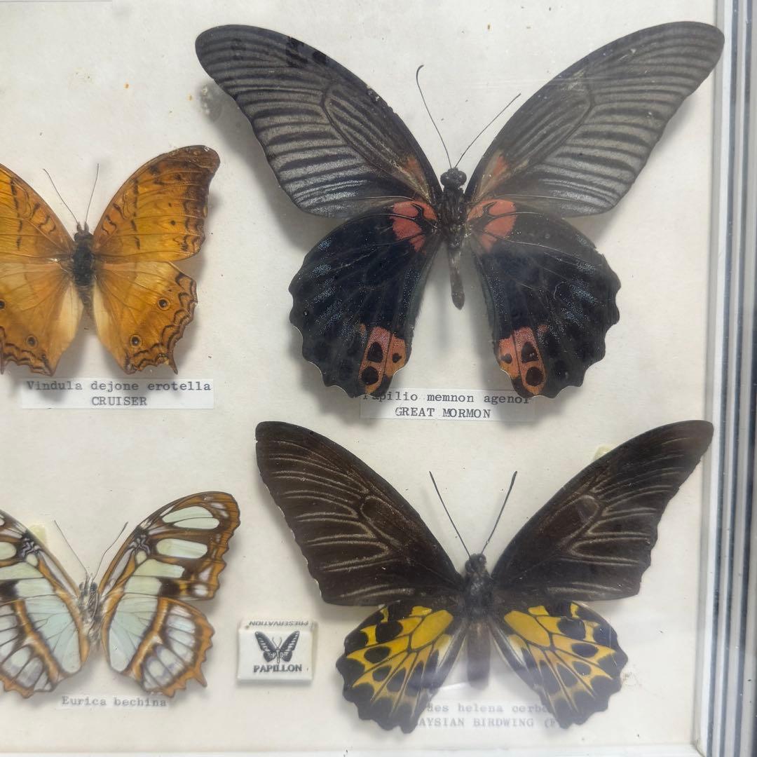 蝶 標本 額入り 22種　モルフォ　等　昆虫標本 蝶標本 まとめ売り