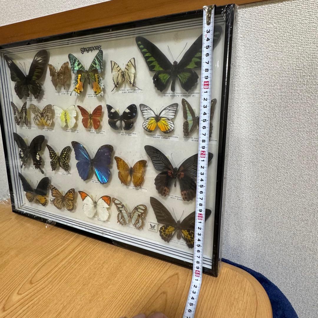 蝶 標本 額入り 22種　モルフォ　等　昆虫標本 蝶標本 まとめ売り